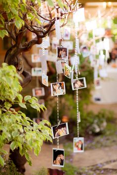 a tree with pictures hanging from it's branches in the middle of a garden