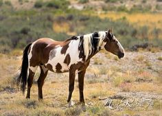 a brown and white horse standing on top of a dry grass field