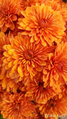 an orange flower that is blooming very close to the camera