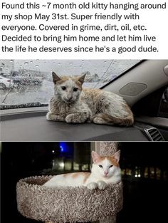 two pictures of cats sitting on top of a cat bed in the back of a car