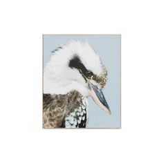 a white and black bird with long beak standing in front of a gray wall,