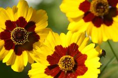 three yellow and red flowers with green leaves in the backgrounnd, close up