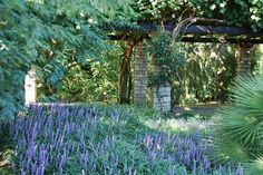 the garden is full of purple flowers and greenery