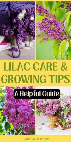 Healthy lilac bush with professional care techniques