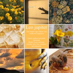 a collage of photos with yellow flowers and bees in the foreground, an open book about leo jupiter