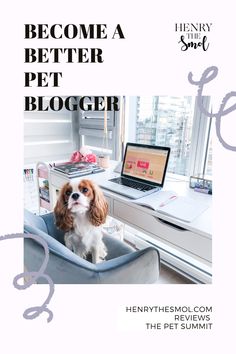 a dog sitting in a chair with the words become a better pet blogger on it