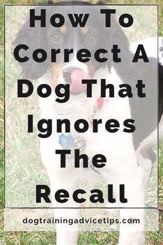 a black and white dog standing in grass with the words how to correct a dog that ignores the recall