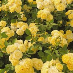 yellow roses are blooming in the garden