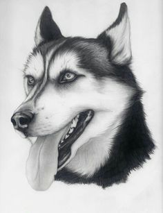 a drawing of a husky dog's head with its tongue out and his tongue hanging out