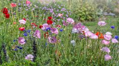 many different colored flowers growing in the grass