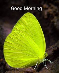 a yellow butterfly with the words good morning on it's back and bottom corner