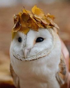 an owl with leaves on it's head is sitting in front of the camera