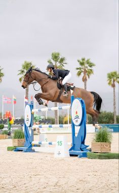 a horse and rider jumping over an obstacle in the sand with palm trees behind them