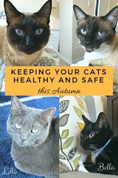 four different cats with the words keeping your cats healthy and safe in front of them