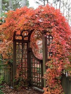 an arbor with red leaves on it in front of a wooden fence and gate surrounded by trees