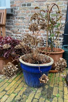 several potted plants sitting next to each other in front of a brick wall