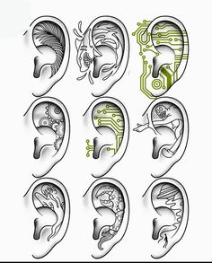 an image of the human ear with different types of ears and their corresponding parts in it