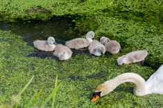 a group of swans swimming in the water near some green plants and grass on the ground