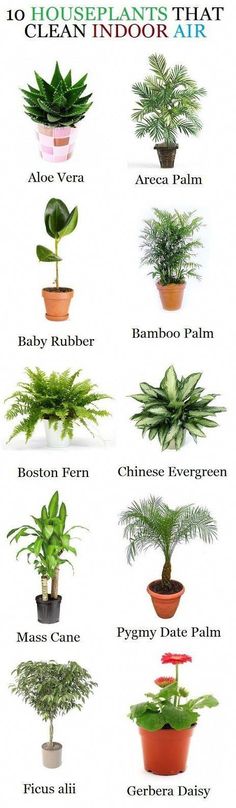 the houseplants that clean indoor air are labeled in this poster, which shows different types