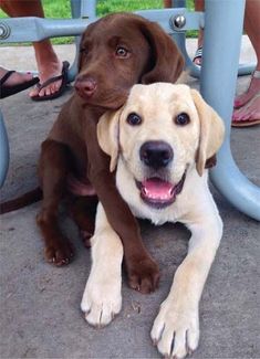 two brown dogs sitting next to each other under a blue metal table with people's feet on it