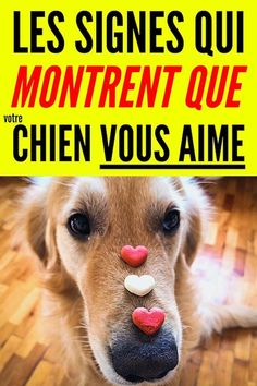 a dog with its nose painted like a clown and the words les signs quii montrent que chin vos aime