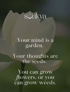 a white flower with the words sukiya on it and an image of a green background