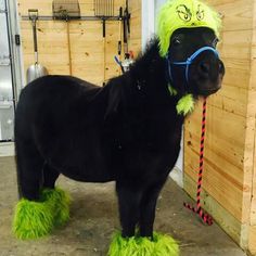 a small black pony wearing a neon green hat