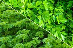 green plants are growing on the side of a building and in front of another plant