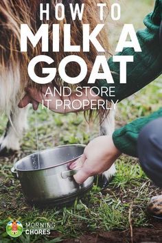 a person feeding a cow milk from a metal bowl on top of green grass with the words how to milk a goat and store it properly