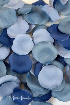 blue and gray petals on white background