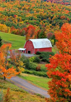 a red barn surrounded by trees with fall foliage in the foreground and an empty road leading to it