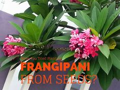 two potted plants with pink flowers on them and the words frangipanii from seeds?