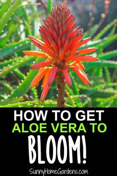 an orange flower with the words how to get aloe vera to bloom on it