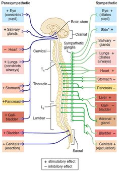 the nervous system is shown in this diagram, with labels for each organ and their corresponding functions