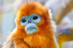 an orange and blue monkey is looking at the camera