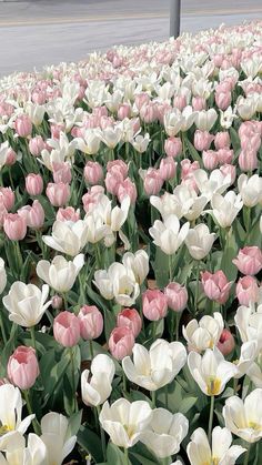 many pink and white tulips in a field