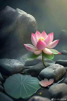 a pink flower sitting on top of a lush green leaf covered waterlily pond