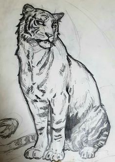 a pencil drawing of a tiger sitting down