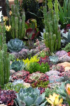 many different types of succulents in a garden