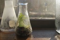 three vases with plants in them sitting on a window sill next to each other