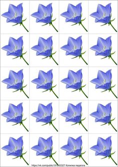 blue flowers are arranged in rows on a white background