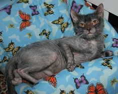 a gray cat sitting on top of a blue chair next to a butterfly covered wall