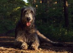 a shaggy haired dog laying on the ground in front of some trees and grass with its tongue hanging out