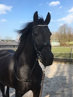 a black horse standing on top of a dirt field