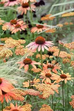 many orange and yellow flowers in a field