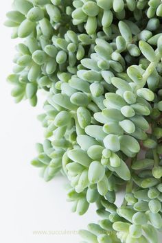 closeup of green plants on white background with focus on the plant's leaves