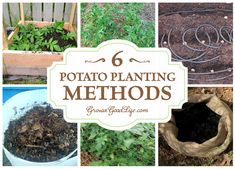 six potato planters with text overlay that reads 6 potato planting method