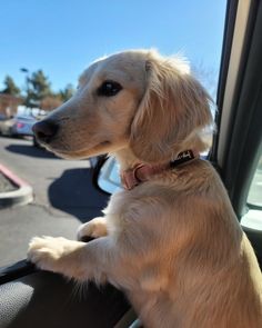 a dog sitting in the passenger seat of a car looking out the window at traffic