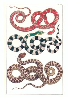 an image of snakes on white paper