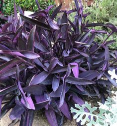 purple plants with green leaves in the background